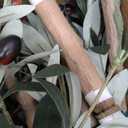 Artificial Olive Tree for Living Room Decor, 6FT Bendable Fake Plants Artificial Indoor, Faux Silk Plant Fake Trees in Potted with Oliver Branch Leaves and Fruits for Modern Home House Office Dcor