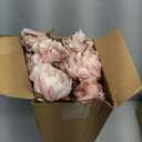 Thiccywoov 12 Pcs Faux Peony Stems Flowers Bulk Vintage Artificial Silk Peonies Stems Real Look Fake Peonies Branch for Vase Filler DIY Bouquet Centerpiece Home Indoor Outdoor Decor (Brownish)