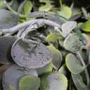 DearHouse Faux Eucalyptus Garland Plant, 2 Pack Artificial Vines Hanging Eucalyptus Leaves Greenery Garland for Wedding Backdrop Arch Wall Decor, 6 Feet/pcs UV Protected Indoor Outdoor