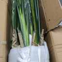 8ft Artificial Bird of Paradise Plant, Floor Tree with 24 Leaves