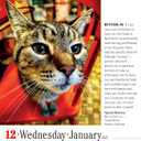365 Cats Page-A-Day Calendar 2022: The World's Favorite Cat Calendar