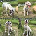 Cotton Dog Collar Yellow Flower Pattern for Boys and Girls Cute Dog Collars Summer Fall Gift Adjustable for Small to Medium Breed Dogs (XS)