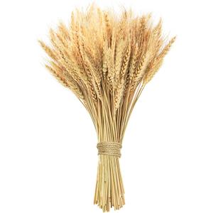 17.7 inches Dried Wheat Stalks, 100 Stems Dried Flowers 100% Natural Wheat for Home Kitchen Office Flowers Arrangement Wedding Table Christmas Farmhouse Boho Party Fall Dcor