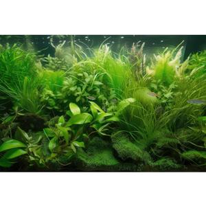 Underwater Aquarium Background Diverse Collection of Aquatic Plants Fish Tank Background Lush Green Seagrass Aquarium Terrarium Background Jungle Style Reptile Habitat Background Vinyl 30x12in