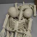 LUKBERA 2 Pack 3 ft Halloween Skeleton Posable, 36 Full Body Human Skeleton with Movable Joints for Halloween Haunted House Graveyard Party Scary Indoor Outdoor Decor