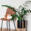 D'vine Dev Ceramic Pot with Natural Wood Stand, Black, 10 in, 55-B-K-2