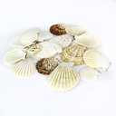 Super Z Outlet Sea Shells Mixed Beach Seashells - Various Sizes up to 2" Shells -Bag of Approx. 50 Seashells