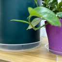 OUPSAUI 4 Pack Clear Plant Saucer 4 6 8 10 12 14 16 18 20 22 Inch Plant Trays for Pots, Plastic Extra Large Planter Saucers for Outdoors Indoors, Drip Catcher Water Tray for Plants (16 Inch)