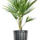 Windmill Palm in 3 Gal. Grower's Pot | Cold Hardy Tropical Tree | Low Maintenance | Drought Tolerant