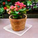 6 Pack 12 Inch Square Plant Saucer, Clear Durable Thick Plant Pot Dish for Flower Pot, Plastic Plant Tray to Catch Water for Indoor Outdoor
