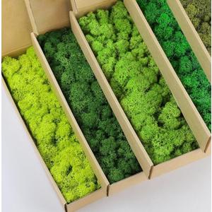 5 Color Mix Pack Preserved Reindeer Moss Natural Green DIY Kit Gardenning Art Wall Decor Florist Decor (1 lb)(Green-01 Green-02 Green-03 Green-04 Green-11)