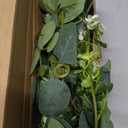 Mizii 2 Strands Artificial Vines Eucalyptus Garland 68" Fake Vine with Silk Leaves Green Garland Faux Hanging Plants Greenery Decoration for Bedroom Room Table Centerpieces Wedding Decor (Greenery)