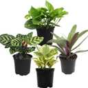 Essential Houseplant Collection (4PK) Live Plants Indoor Plants Live Houseplants in Plant Pots, Easy House Plants Indoors Live, Snake Plant, Pothos in Potting Soil, Clean Air Plants by Plants for Pets