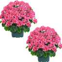 QIANYUN Artificial Geranium Bush  20 Inch Outdoor Potted Artificial Plant for Front Porch, UV Resistant Faux Flower Bush for Garden, Yard & Patio Decor (2 Pack) (Dark Pink)