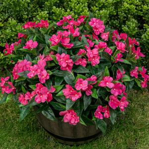Nigirior Artificial Fake Flowers for Outdoor Dcor 6 Bundles UV Resistant Fake Plants for Planter Faux Impatiens for Home Porch/Garden StunningRose Red