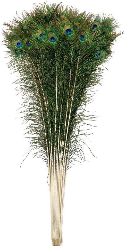 10 Pcs Natural Peacock Feathers : Various Sizes (45-50)