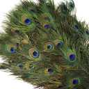 FeatherStore.com Natural Long Peacock Eye Feathers 40-45'' 10pc Wedding Home Decoration DIY Craft by FeatherStore