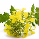 7 x 500+ Seeds Mustard - Vegetable White