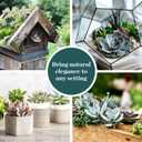 Shop Succulents Echeveria & Rosette Live Succulent Variety Pack Fully Rooted 2" Potted Plants for Gifts, Favors, DIY Projects, Terrariums, Home Dcor, and Garden Arrangements, 20 Pack