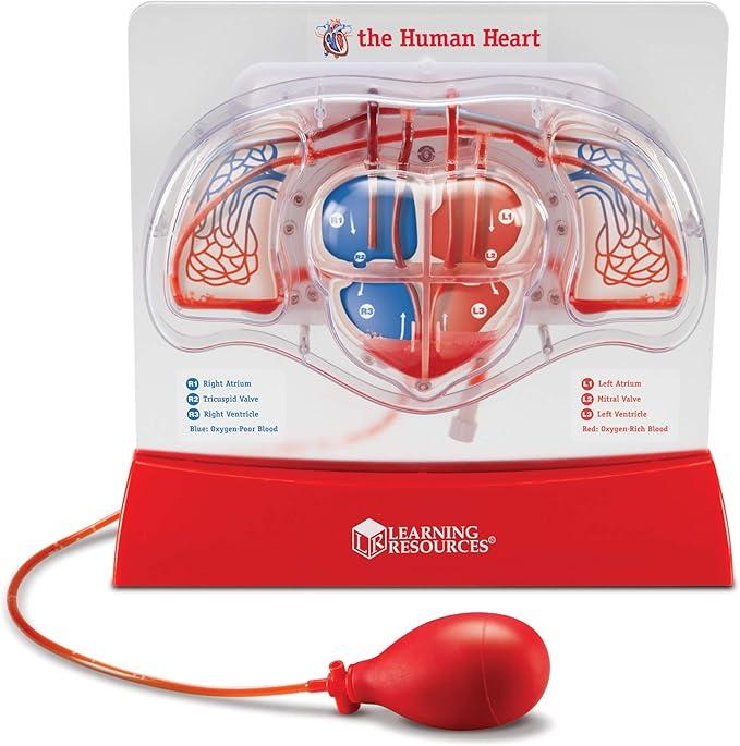 Learning Resources Pumping Heart Model  Science Classroom Must Haves, STEM Student Essentials, Practice Anatomy, Cardiology Artery and Veins Study Tools, Back to School Supplies for Teachers
