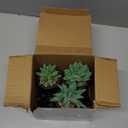 Der Rose 3pcs Fake Succulents Plants Artificial for Black Bathroom Bedroom Home Living Room Halloween Decor Aesthetic Indoor