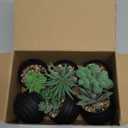 Der Rose Set of 6 Succulents Plants Artificial in Pots Small Fake Plants for Halloween Decorations Bedroom Living Room Office Shelf Black Bathroom Decor