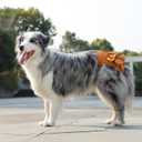 Reusable Dog Diapers Female 3 Pack Washable Highly Absorbent, Flexible, Leak-Proof for Dog Period, Heat Incontinence, Potty Training (Small)