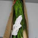 Vlorart 34" Artificial Greenery Floor Plants with Reed Flowers, Tall Fake Plant Potted, Faux Pampas Grass Silk Plants for House Decorations, Lobby, Bathroom, Wedding, Garden Indoor and Outdoor (White*1)