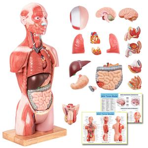 EVOTECH SCIENTIFIC 2025 New Human Body Deluxe Musculature Model, 16 Pcs Removable 17 inch Human Torso Anatomy Model with Heart Head Skull Brain Skeleton Model for Medical Student, Lab & Classroom Use