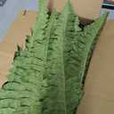 FOREST PRINCE 42" Artificial Boston Fern Large Bush Plants, 2 Bundles of Fake Ferns with 65 Fronds for Outdoors Home Decor