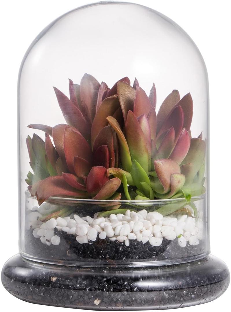 NCYP Small Glass Terrarium Cloche with Air Hole, 4.7 x 4.7 x 6.3 Inches