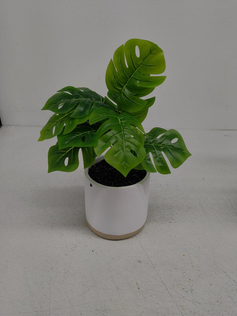 6IN Monstera Greenery