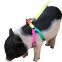 2 x Pig Adjustable Harness Leash for Hog, Ferret, Rabbit, Dog and Similar Small Animals