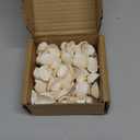 Small Tiny Sea Shells White Clam Bulk Natural Seashell for DIY Craft Home Decor Vase Fillers (Small (Pack of 1))