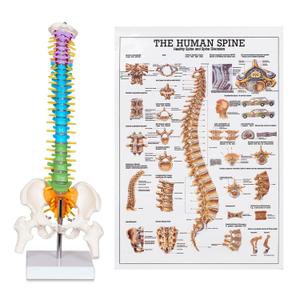 breesky Scientific Mini Spine Model, 15.5 Anatomical Spine Model with All Nerves, Human Anatomy Model with Stand for Instruction, Study and Display