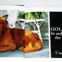 101 Uses for a Golden Retriever