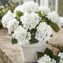 8 Pcs Hydrangea Artificial Flowers Outdoor Silk Bouquets, UV Resistant Faux Hydrangeas Flowers for Table Vase Centerpieces Outside Party Wedding Baby Shower Home Indoor Outdoor Decor (8, White)