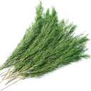 Preserved Real Pine Leaves Branches, 17'' Natural Pine Needles Green Plants, 3.5OZ Greenery Twigs Stems, Evergreen Picks for Christmas Garland Wreath Home Wedding Decor Floral Arrangements