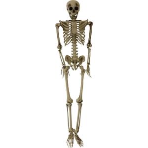 Haunted Hill Farm Life-Size Scary Skeleton Prop, Poseable, Battery-Operated Indoor or Covered Outdoor Halloween Decoration