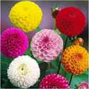 3 x Seeds Dahlia Pompon Mix Annual Beautiful Flower Non GMO