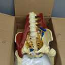Lumbar Spine Model with Nerves, Female Pelvis Model Anatomy 1:1 Life Size Nerves Hip Joint Muscle Model Removable Movable Femur Heads Product Manual Card for Medical Education Study