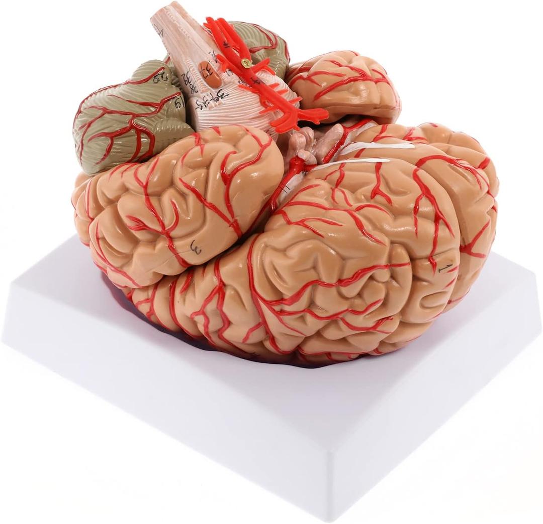 WICHEMI Human Brain Model - 8-Part Life Size Anatomical Model with Color-Coded Artery, Display Base for Science Classroom Study & Display