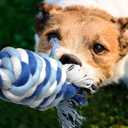 TwoEar Dog Rope Toy 4 Pack - Puppy Teething Toys for Small Breed - Indestructible Dog Chew Toys for Aggressive Chewers - Cotton Tug of War Dog Toys for Boredom, Teeth Clean