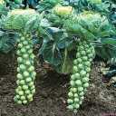 Seeds Brussels Sprouts Long Island/Green Cabbage/Non GMO/Heirloom