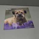 Border Terrier 2026 Calendar | Square Wall Calendar | Dog Breed Gift | Plastic Free Packaging | by Avonside Publishing