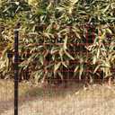 Red PVC Coated Welded Wire Fence 36 Inch x 50 Foot, 2 Inch x 3 Inch 16GA, Garden Border Fencing Roll Vinyl Coating Metal Wire Mesh for Yard Vegetable Plant Protection Poultry Netting