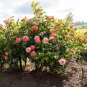 Perfect Plants Orange Glow Knock Out® Rose Bush 3 Gallon | Live Roses | Flowering Shrub