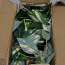 Oairse Artificial Hanging Plants Hanging Faux Pothos Vines Plants Fake Wall Plant Greenery Decor for Bedroom Bathroom Living Room Balcony Shelf Indoor Outdoor Dcor