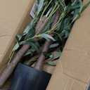 Artificial Olive Tree, 6FT Tall Faux Olive Trees 72in Outdoor Fake Potted Silk Plant with Trunk and Realistic 648 Leaves and 24 Fruits for Modern Office Home Decor Indoor1pack