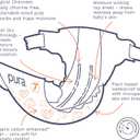 Pura Size 7 Eco-Friendly Diapers (33+lbs) Totally Chlorine Free (TCF) Hypoallergenic, Soft Organic Cotton Comfort, Sustainable, up to 12 Hours Leak Protection, Allergy UK,1 Pack of 17 Diapers